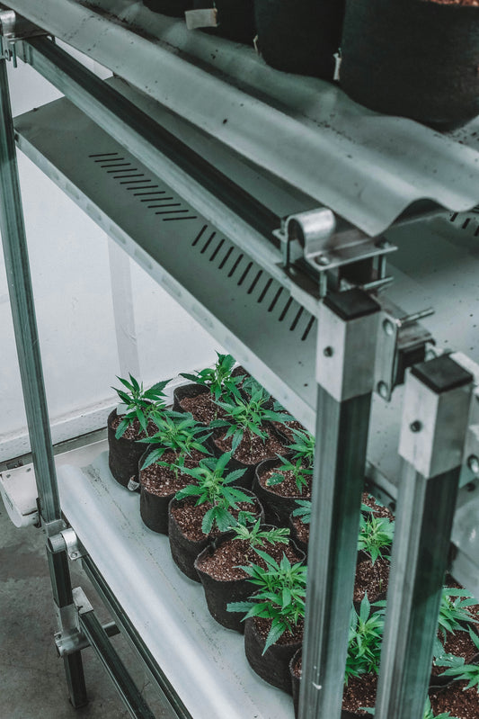 How to Choose the Best Grow Light for Tent Setups (2025 Guide)