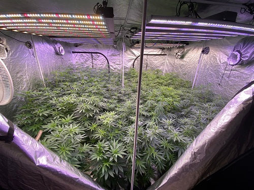 What Size Grow Tent Should I Choose? (2025 Guide for Maximum Yields)