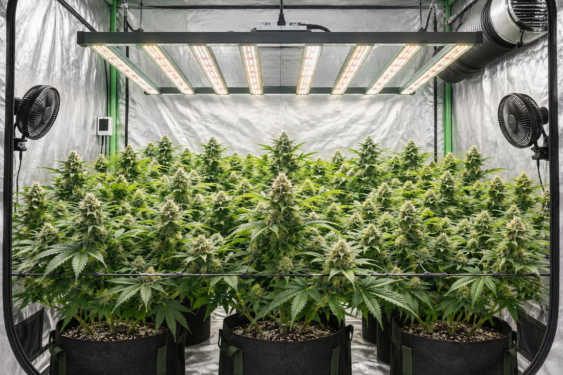 Illustrated indoor grow tent with an overhead LED bar fixture
