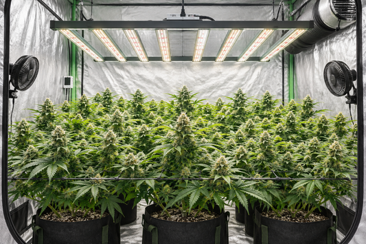 Illustrated indoor grow tent with an overhead LED bar fixture