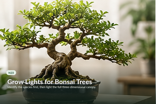 Indoor-capable tropical bonsai in a home setting with supplemental grow lighting.