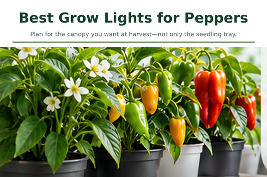 Indoor pepper plants with green, yellow, and red fruit in a bright home growing area.