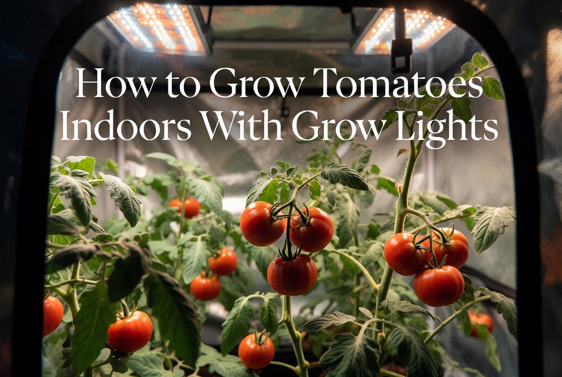 Indoor tomato plants growing under an LED grow light in a compact home setup