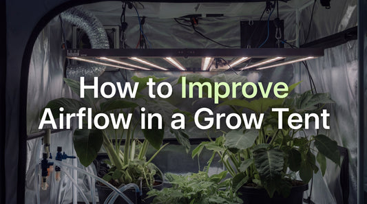 How to Improve Airflow in a Grow Tent (Boost Yields with the Right Setup)