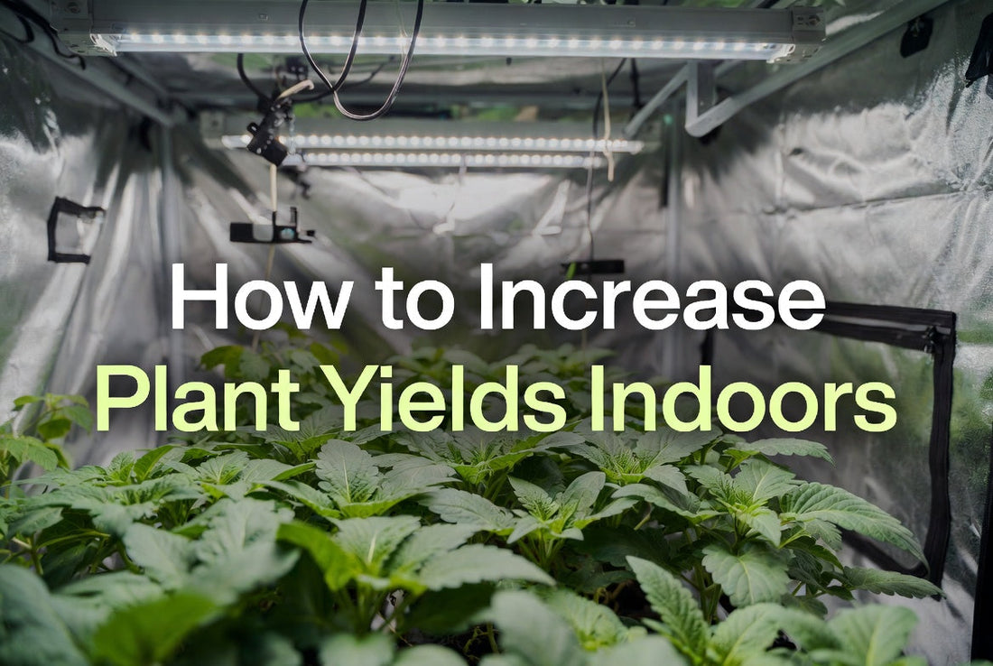 Healthy even indoor plant canopy under a properly sized LED grow light