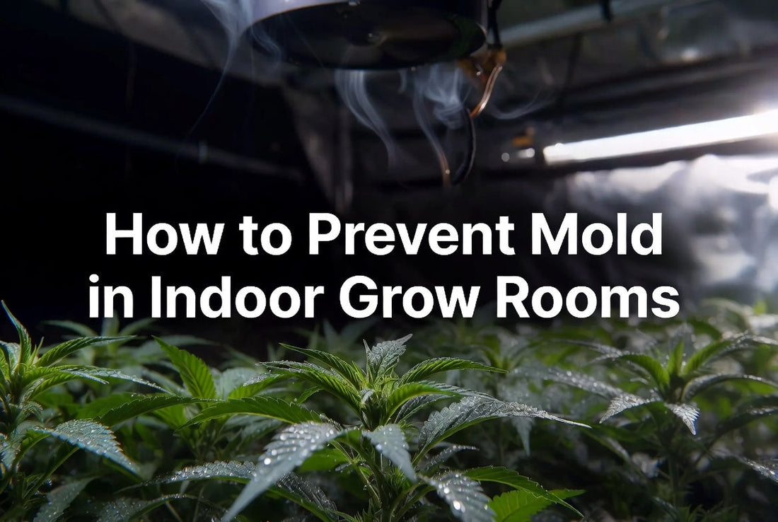 How to Prevent Mold in Indoor Grow Rooms