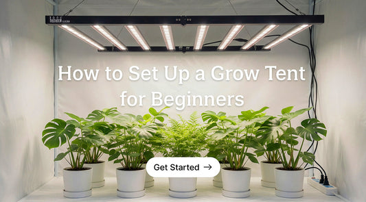 Indoor Grow Tent Setup Guide for Beginners (Step-by-Step)