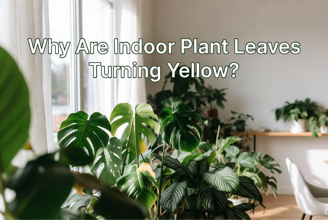 Indoor plant with yellow leaves being checked under a grow light