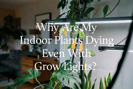 Why Are My Indoor Plants Dying Even With Grow Lights?