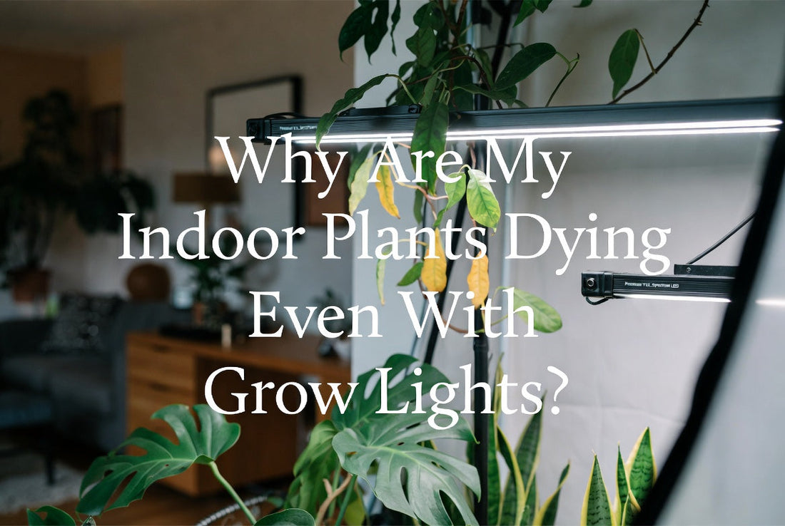 Declining indoor plant being diagnosed beneath an LED grow light