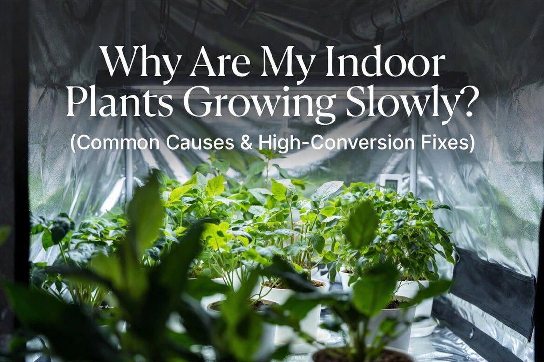 Indoor plants growing slowly under an LED grow light
