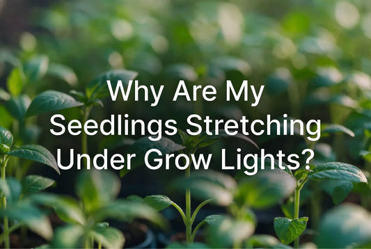 Why Are My Seedlings Stretching Under Grow Lights?