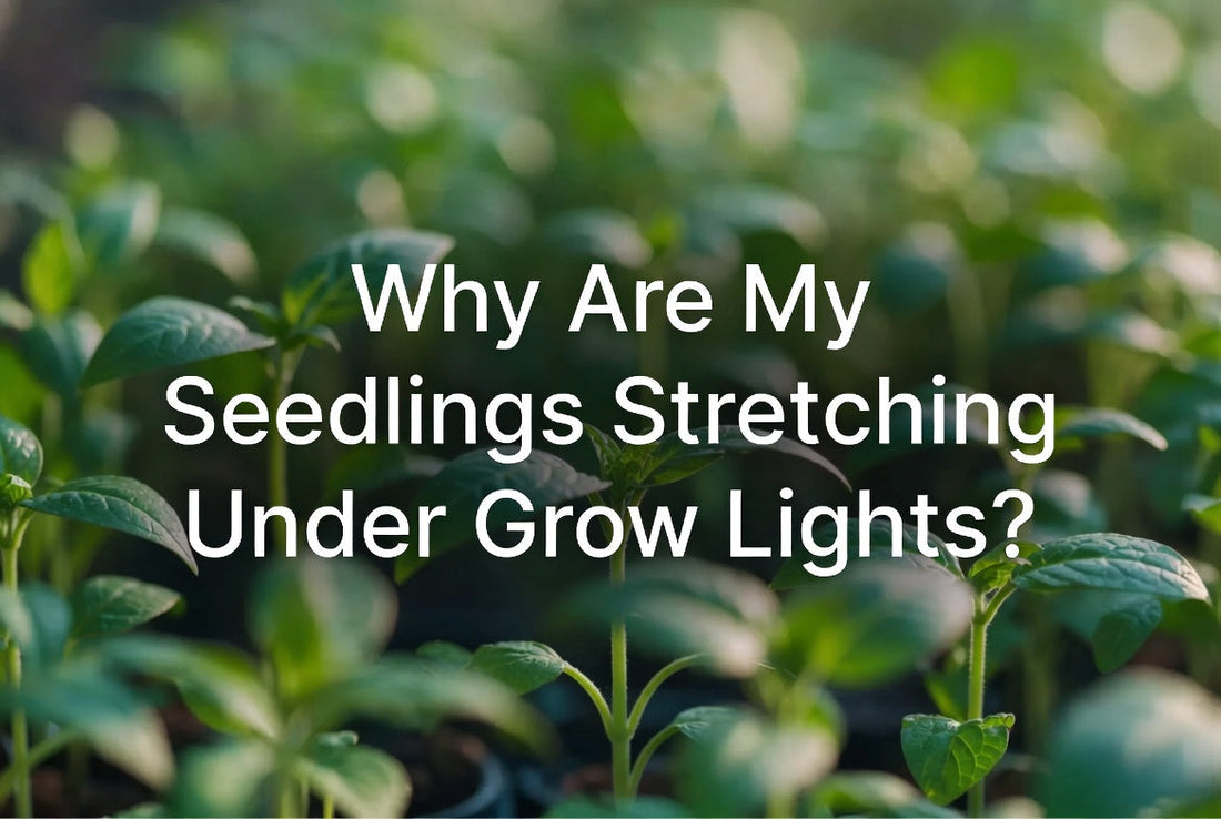 Leggy seedlings stretching beneath an LED grow light