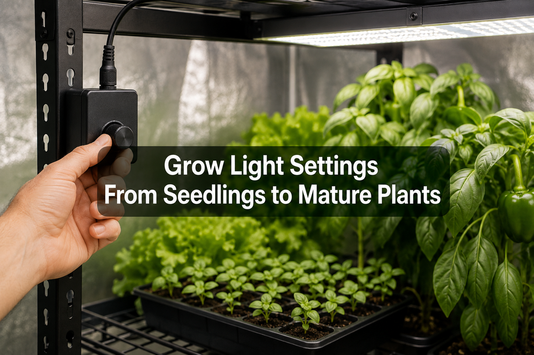 Dimmable LED grow light adjusted gradually above seedlings and mature indoor plants