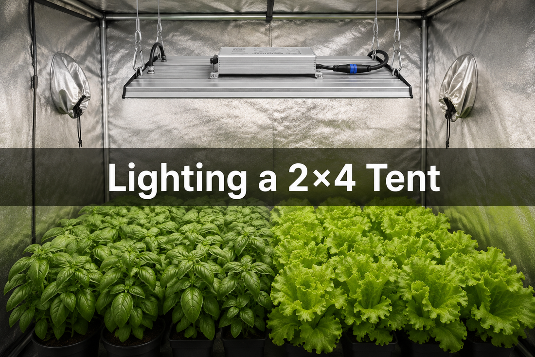 MA200-style rectangular LED fixture above basil and lettuce in a reflective 2x4 grow tent