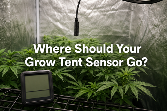 Humidity probe suspended above plant canopy inside a reflective grow tent