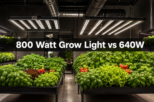 800 watt grow light and 640W LED grow light compared over different indoor vegetable canopy sizes