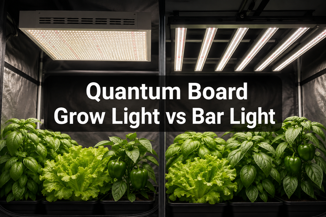 Quantum board grow light and LED bar light compared above basil, lettuce, and pepper plants