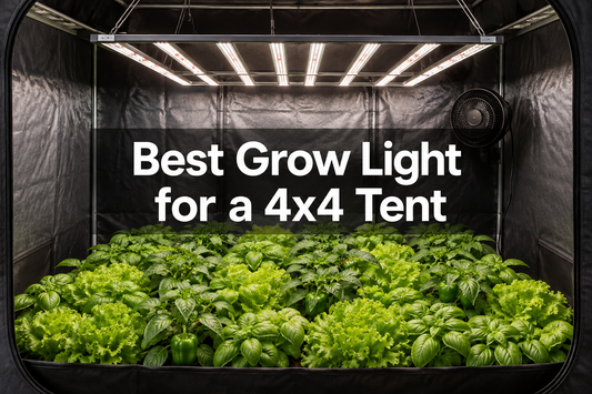 Wide LED bar grow light providing full-canopy coverage inside a 4x4 grow tent