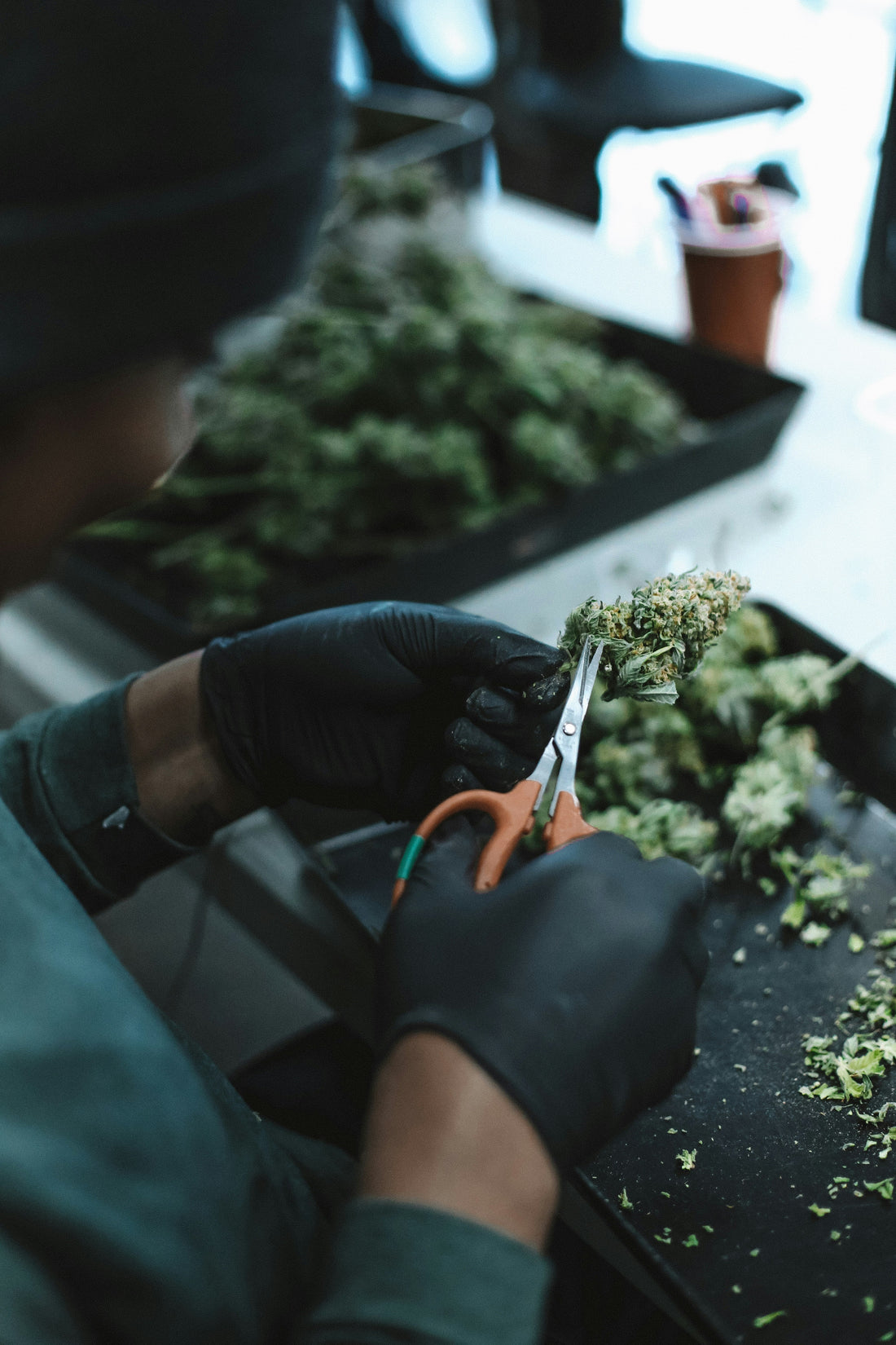 [Continuously Updating] The Complete Guide to Start Growing Weeds Indoor for Beginners