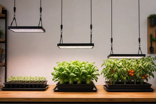 LED grow lights at different distances above seedlings leafy greens and mature tomato plants