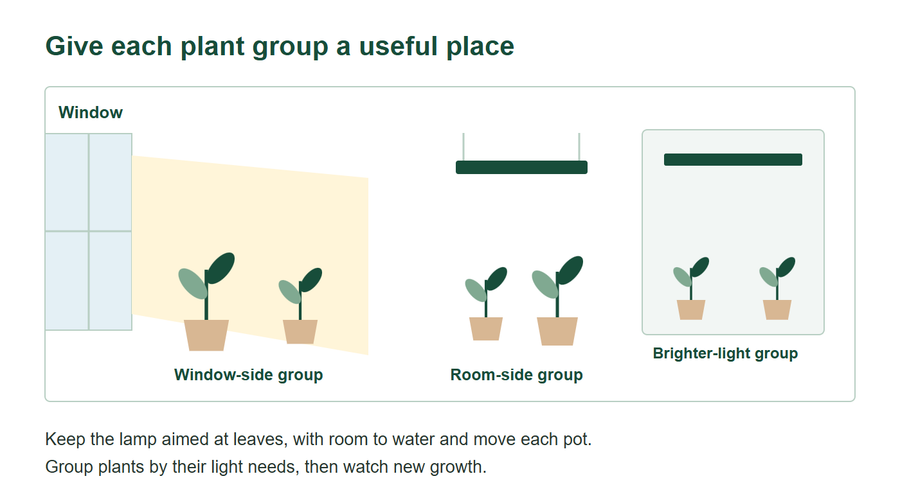 Houseplant lighting layout separating window-side plants, room-side plants and a brighter-light group