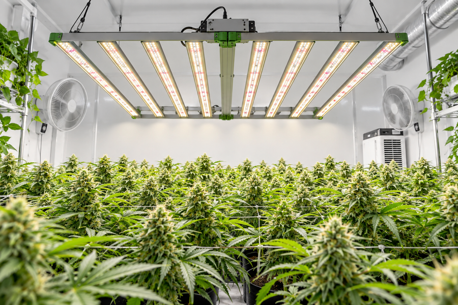 Illustrated indoor growing room with overhead LED bar lighting
