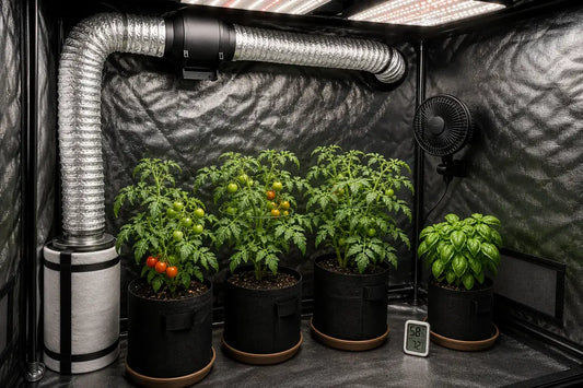 Clean grow tent with exhaust duct clip fan humidity monitor and spaced tomato and basil plants