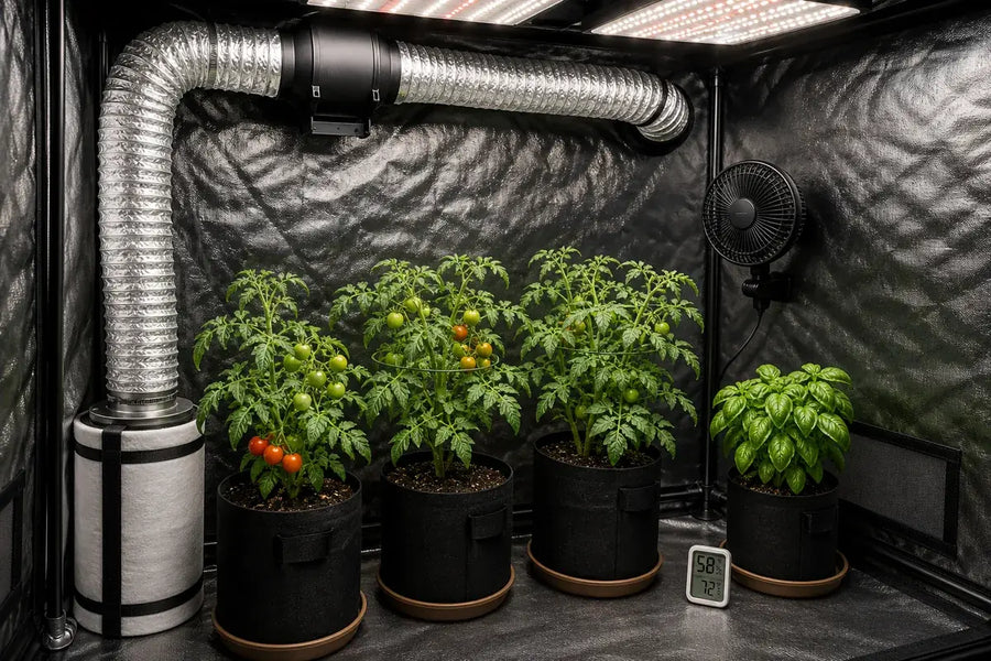 Clean grow tent with exhaust duct clip fan humidity monitor and spaced tomato and basil plants