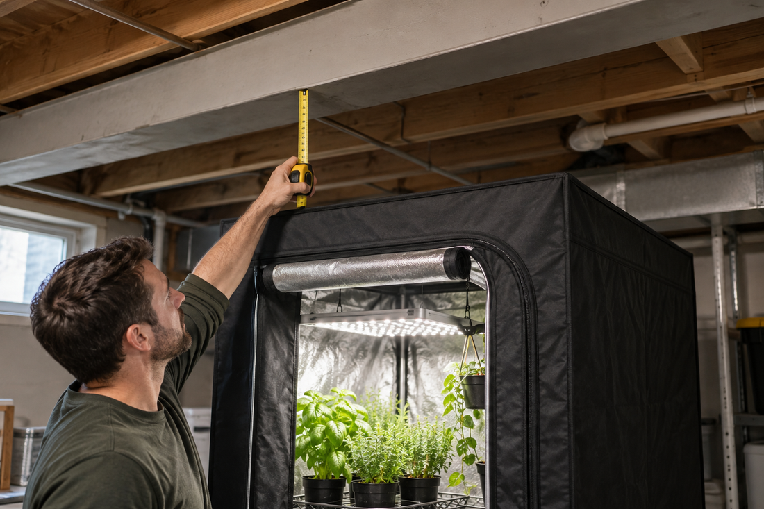 Gardener measuring clearance above a tall tent beneath ceiling beams