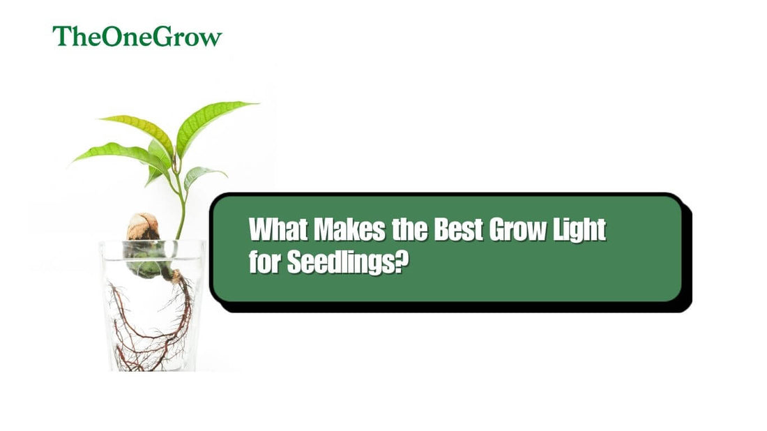 Healthy vegetable herb and flower seedlings under a full-spectrum grow light