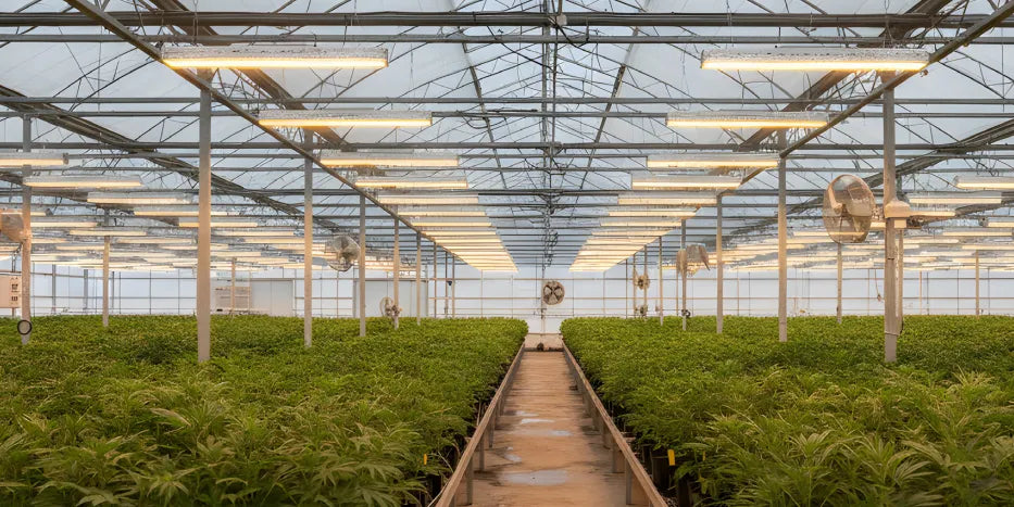 Indoor plants growing beneath LED fixtures in a greenhouse