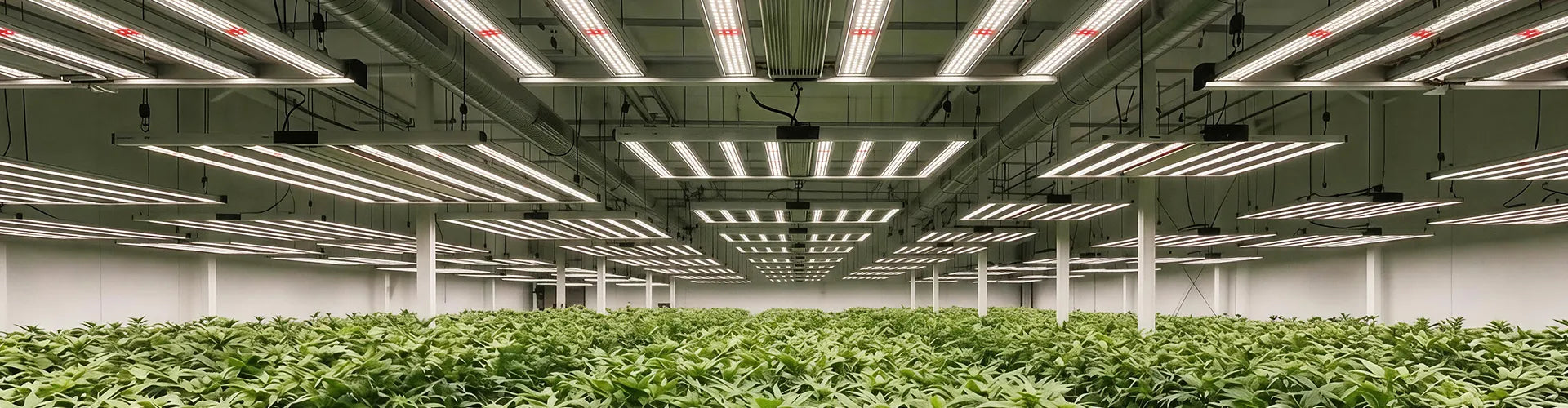 Indoor growing facility illuminated by TheOneGrow LED fixtures