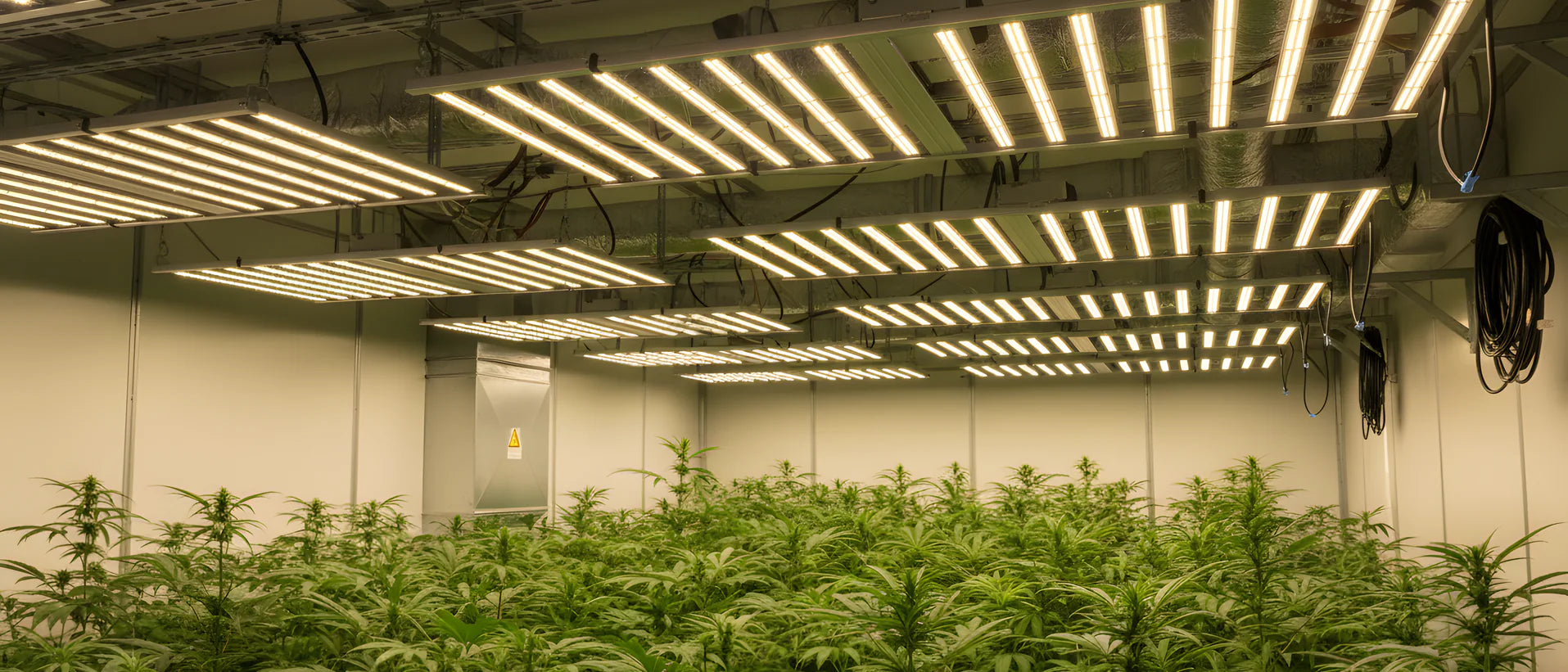 TheOneGrow commercial LED grow lights illuminating a large indoor plant canopy