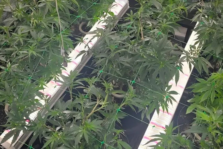 TheOneGrow under-canopy LED fill lights installed beneath a mature indoor canopy